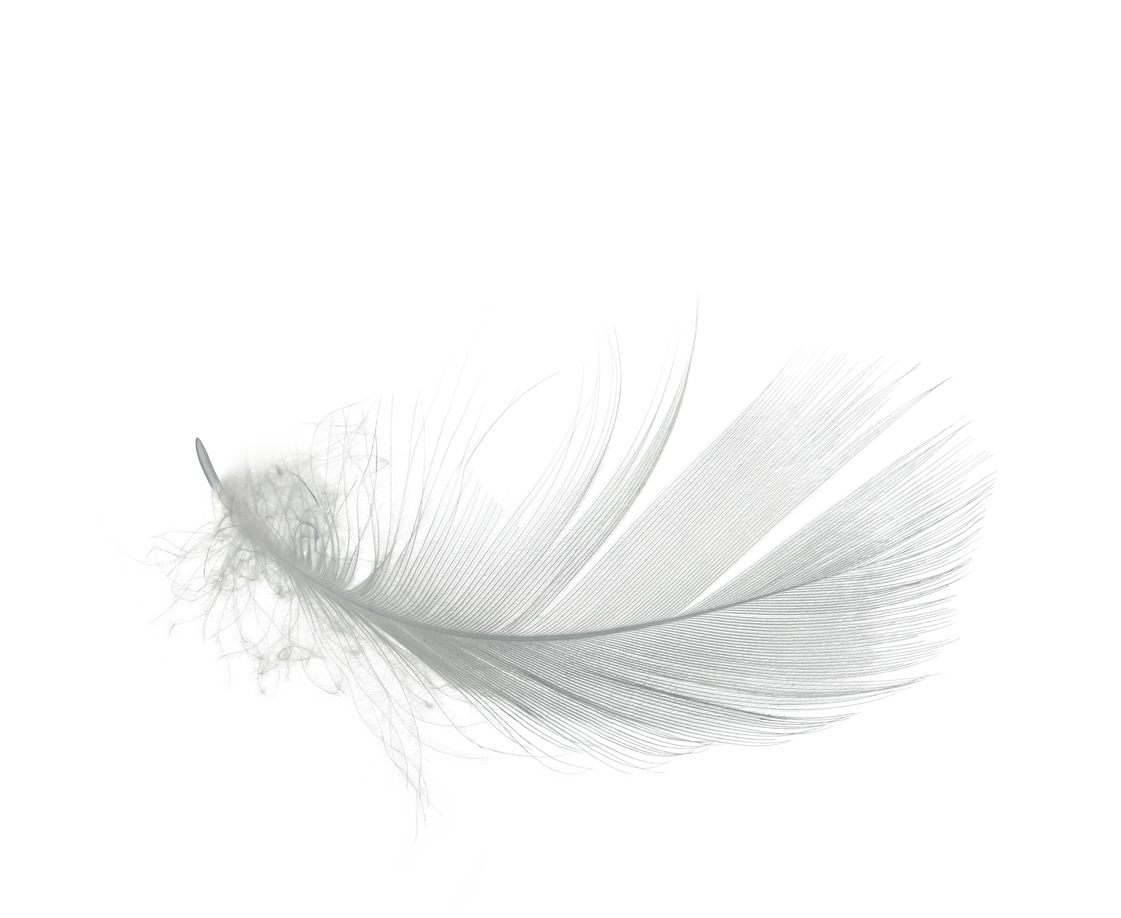 White Feather Isolated